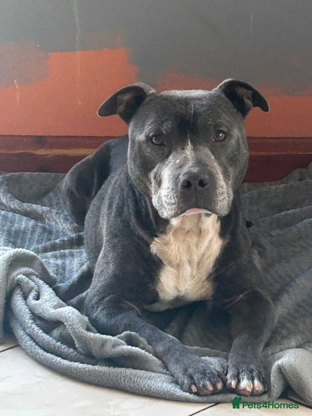 Mixed Breed dogs for sale: Sprocker cross blue staffy puppies for sale  - Image 15