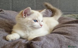 Ragdoll cats for sale: GRAND Champion European Line kittens.FULL PEDIGREE - Image 15