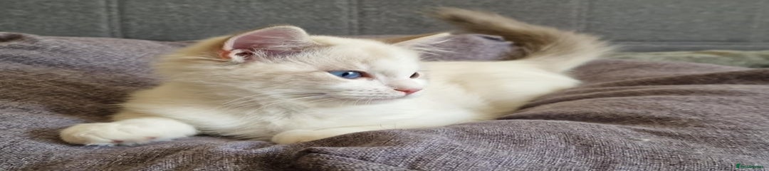 Ragdoll Kitten 5
