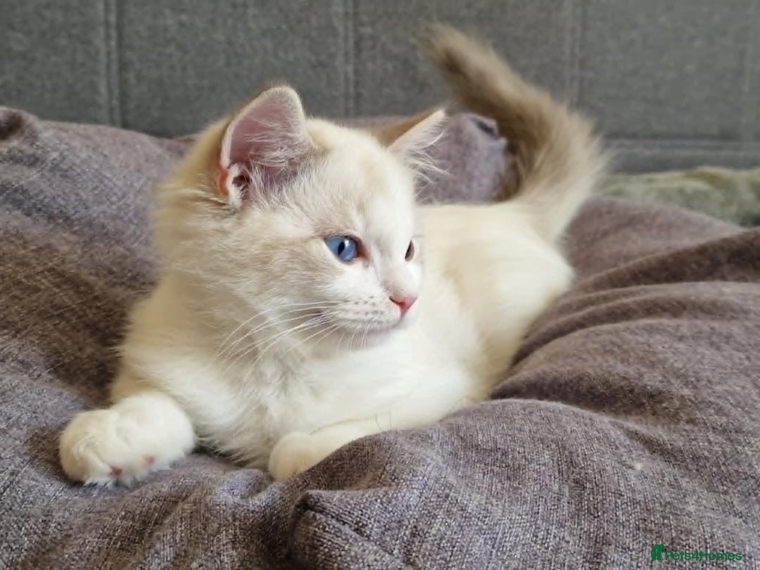 Ragdoll cats for sale: GRAND Champion European Line kittens.FULL PEDIGREE - Image 15