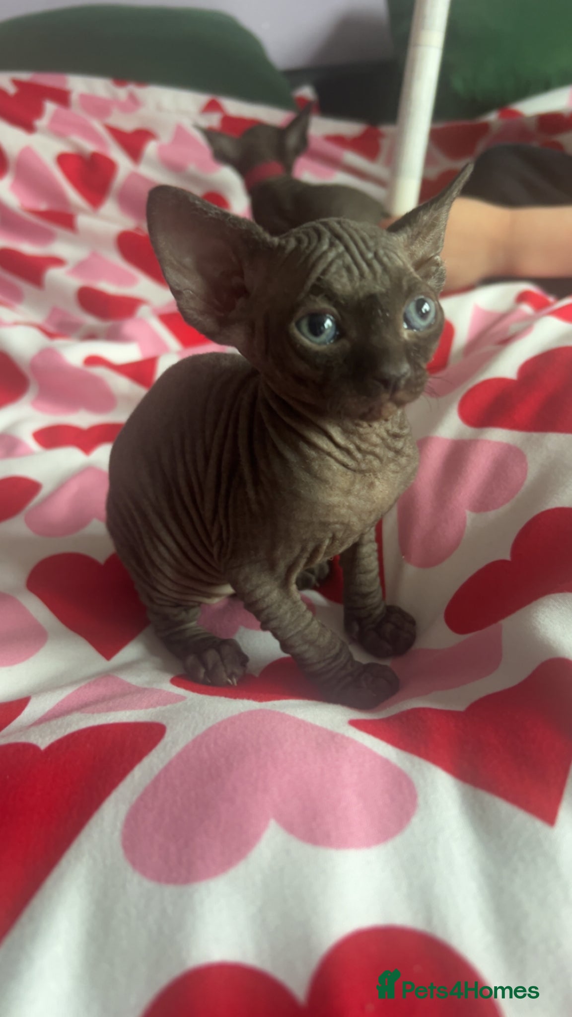 Sphynx cats Pure Canadian sphynx  - Advert 10