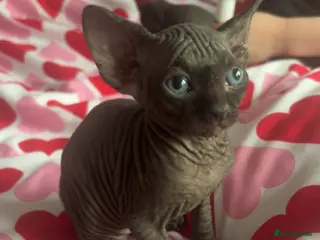 Sphynx cats Pure Canadian sphynx - Advert 10