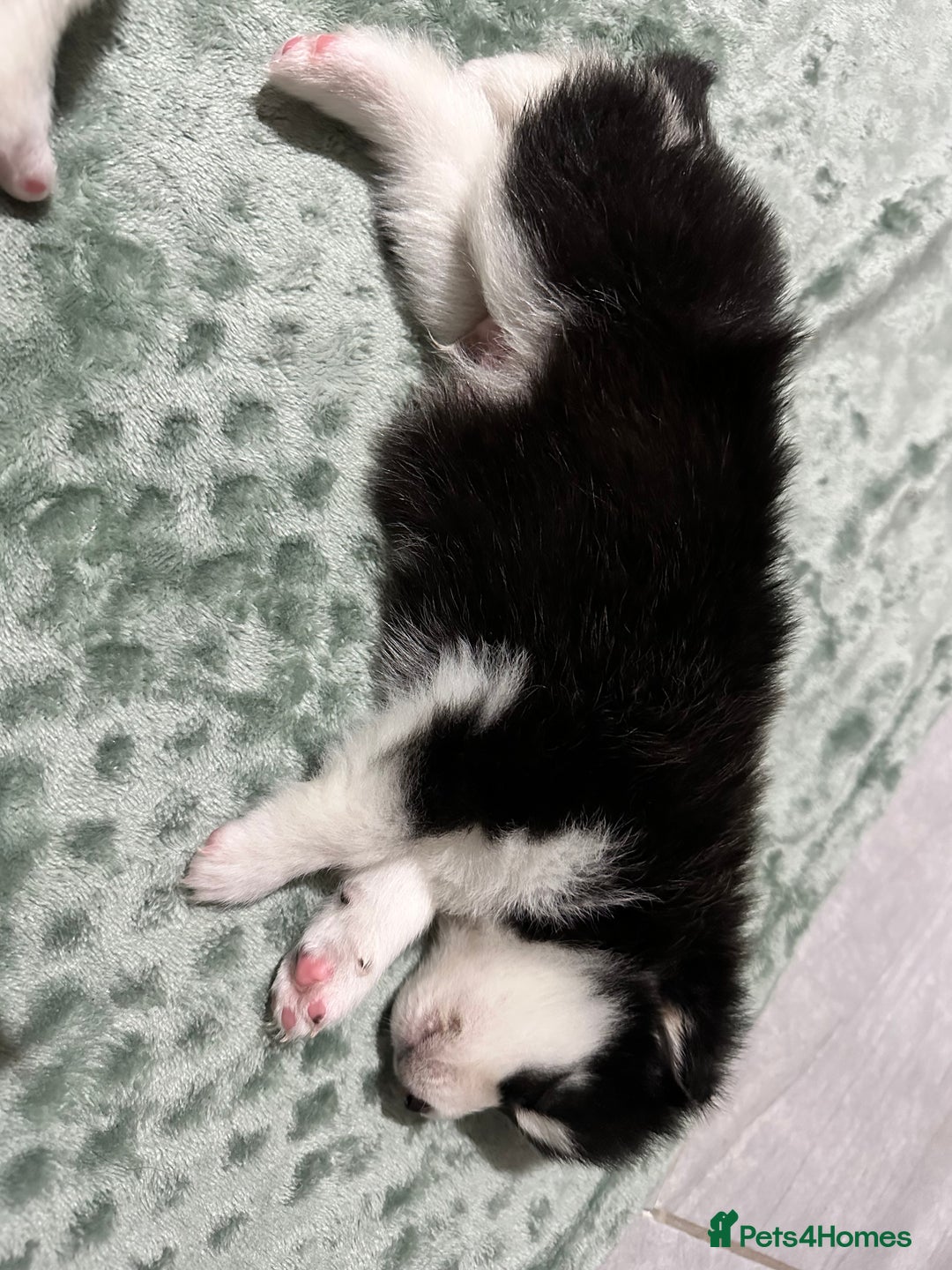 Pomsky dogs for sale: F4 beautiful puppy pomskie blue eyes - Image 26