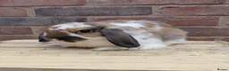 Dwarf Lop rabbits for sale: Dwarf lop youngsters - Advert 9