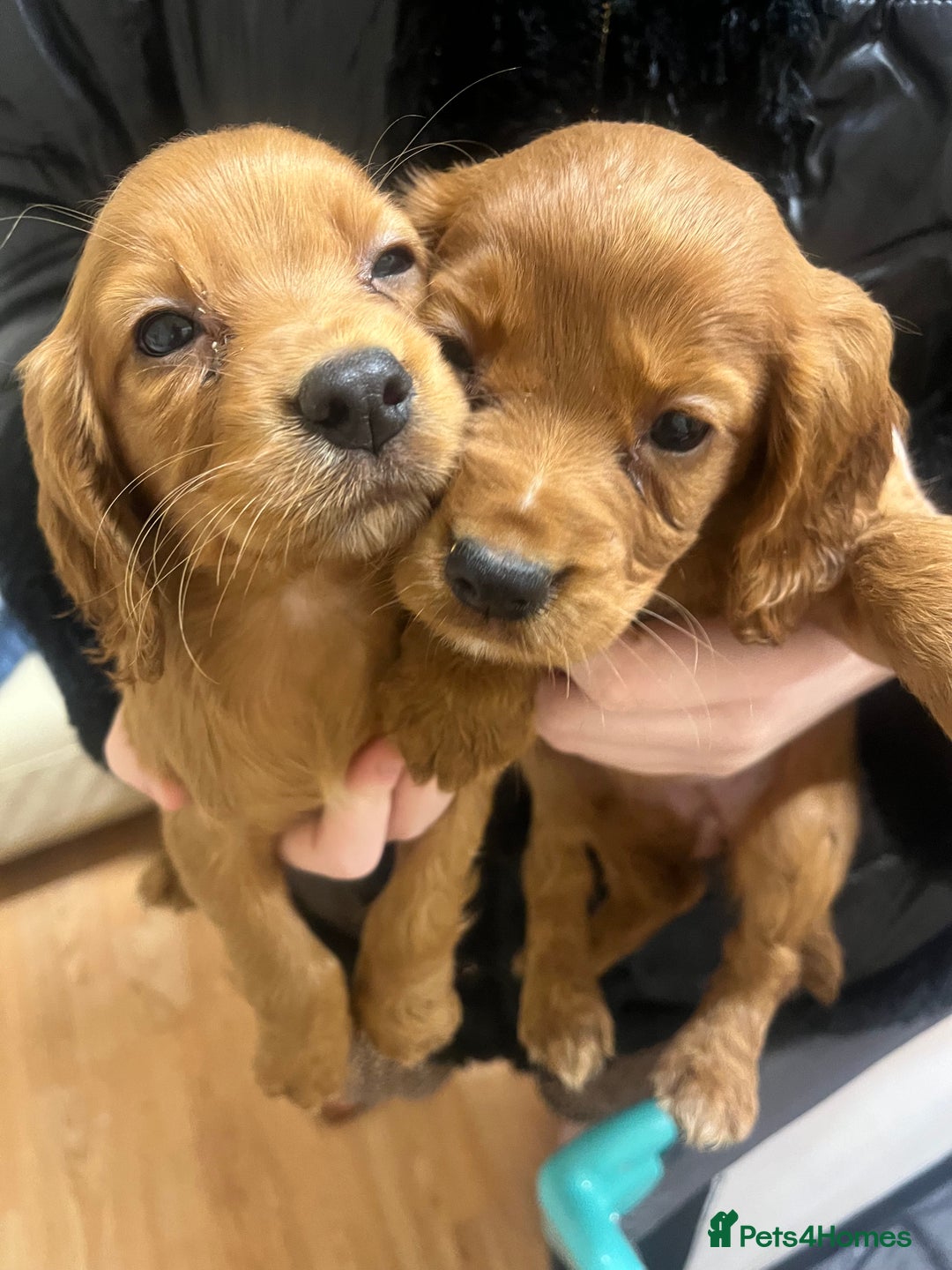 Cocker Spaniel dogs for sale: Stunning Cocker Spaniel Puppies - Advert 12