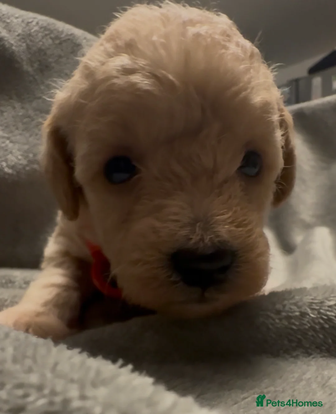 Mixed Breed dogs for sale: Poochon: 87.5% (and 12.5% jack russell) - Advert 7