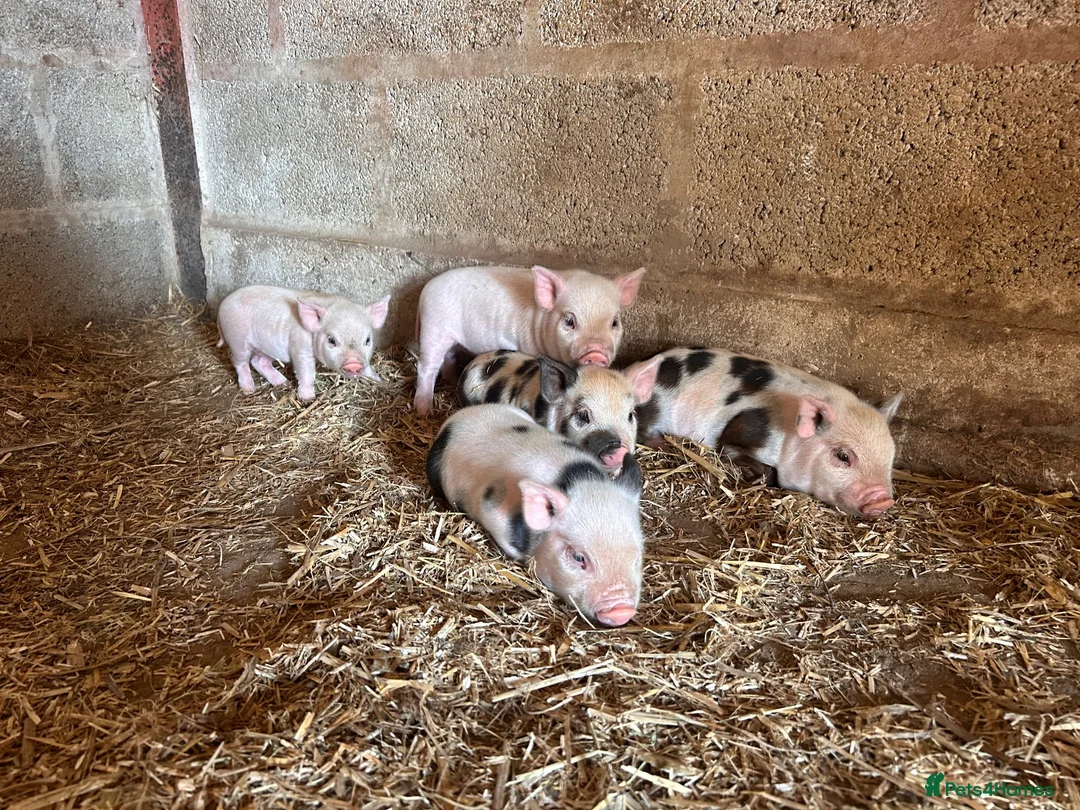 Pig livestock for sale: Mini Pigs  - Advert 5