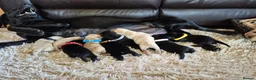 Labrador Retriever dogs for sale: Pedigree Labrador Puppies ready 10th September  - Advert 5