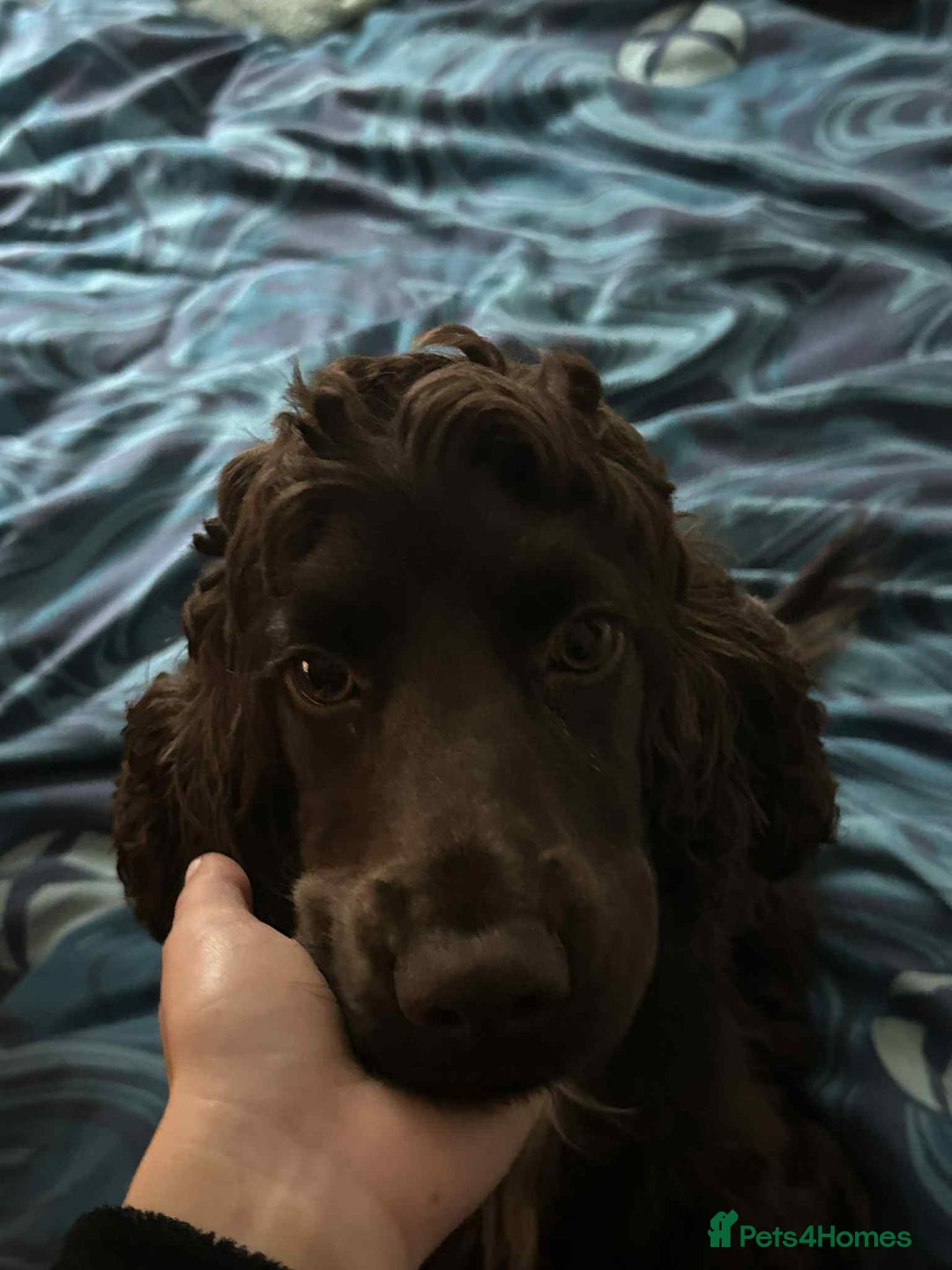 Cocker Spaniel dogs for sale: Cocker spaniel puppy  - Image 16