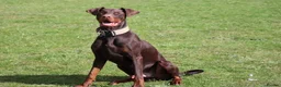Dobermann dogs for sale: Denzel the male dobe - Advert 9