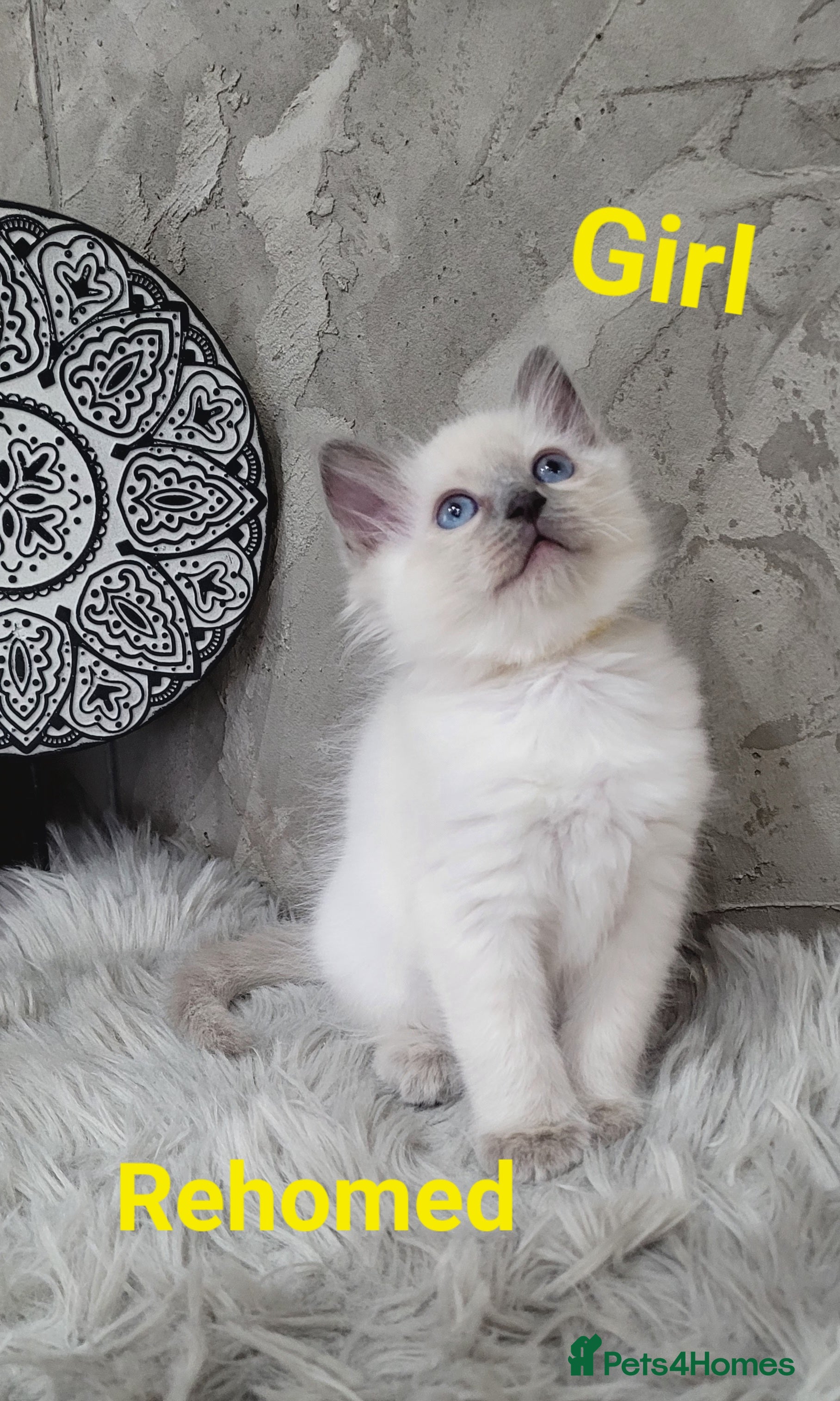 Ragdoll cats 7 Beautiful Ragdoll Kittens  - Advert 9