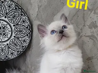 Ragdoll cats 7 Beautiful Ragdoll Kittens - Advert 9