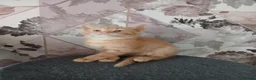 Mixed Breed cats for sale: Kittens looking for there forever home  - Advert 2