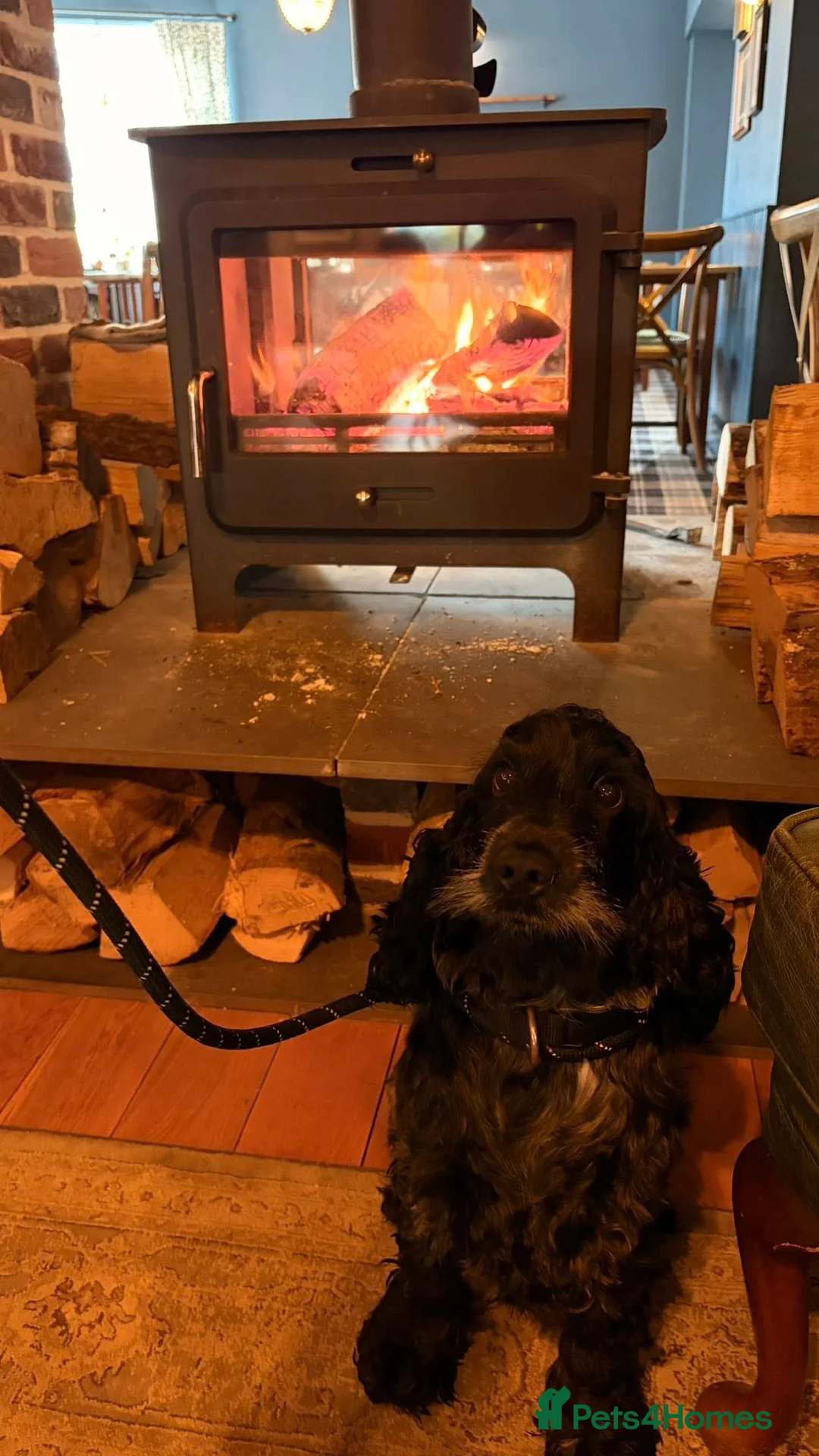 Cocker Spaniel dogs for sale: Pedigree KC Show Cocker Spaniel Puppies - Advert 2