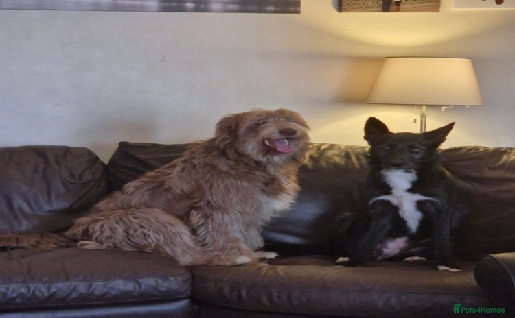 Mixed Breed dogs - Advert 1