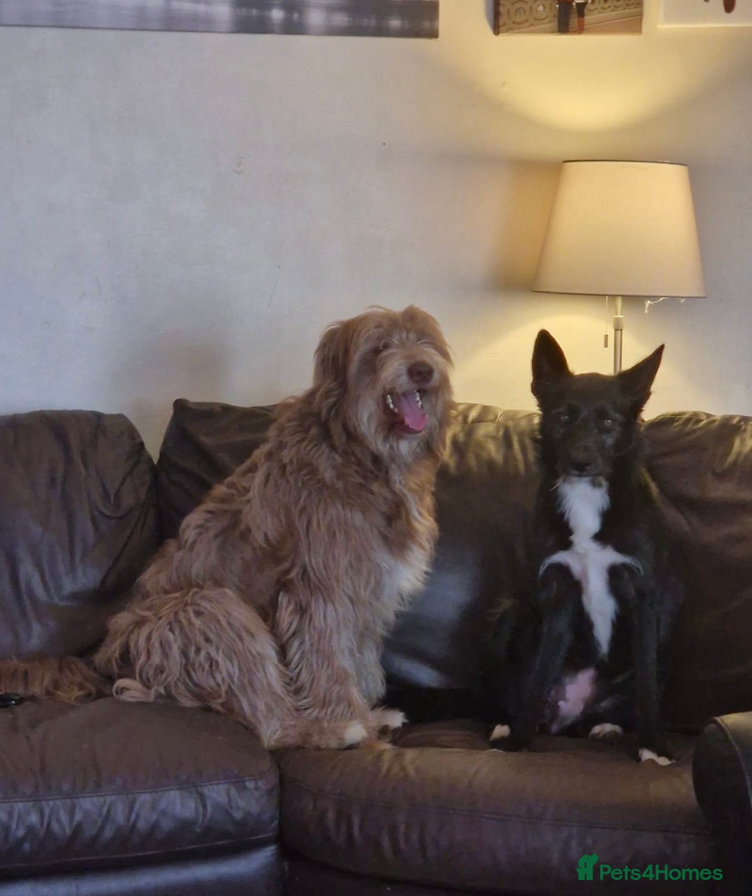 Mixed Breed dogs for sale: Bearded collie cross Border collie  - Image 1