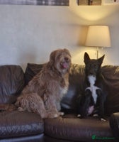 Mixed Breed dogs - Advert 8