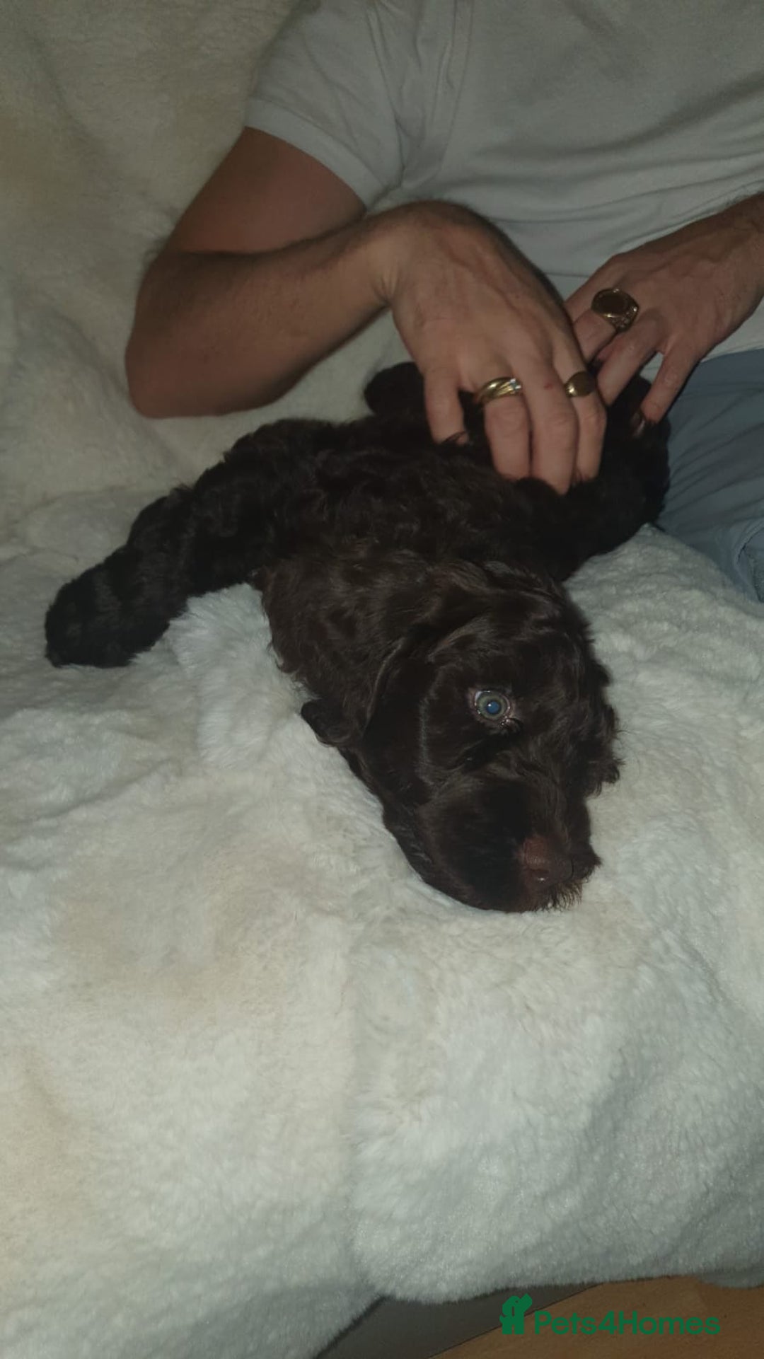 Cockapoo dogs for sale: F2 cockapoos  - Image 13