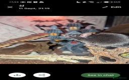 Mouse rodents for sale: All Black Male Mouse FREE TO GOOD HOME - Advert 6