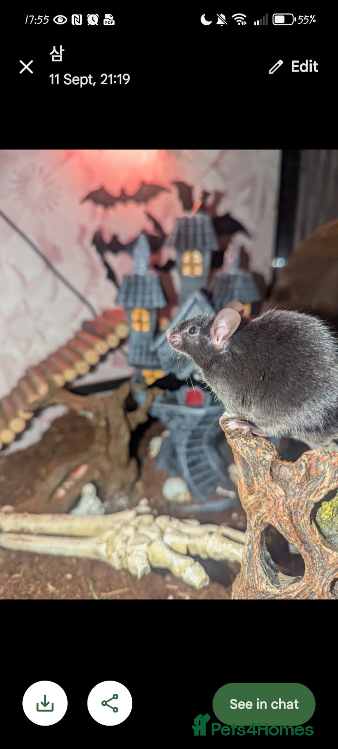 Mouse rodents for sale: All Black Male Mouse FREE TO GOOD HOME - Advert 6