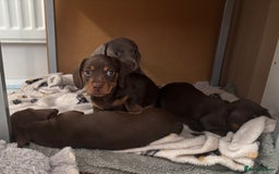 Miniature Dachshund dogs for sale: KC Registered Miniature Dachshund Puppies For Sale - Image 15