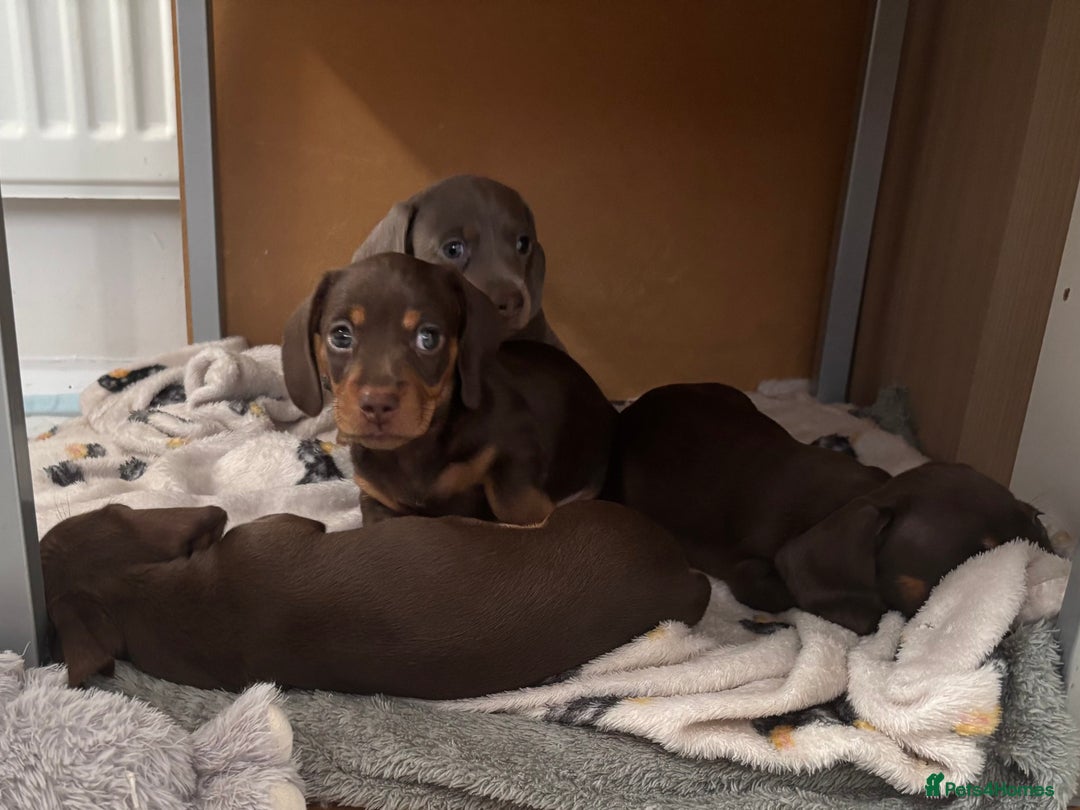 Miniature Dachshund dogs for sale: KC Registered Miniature Dachshund Puppies For Sale - Image 15