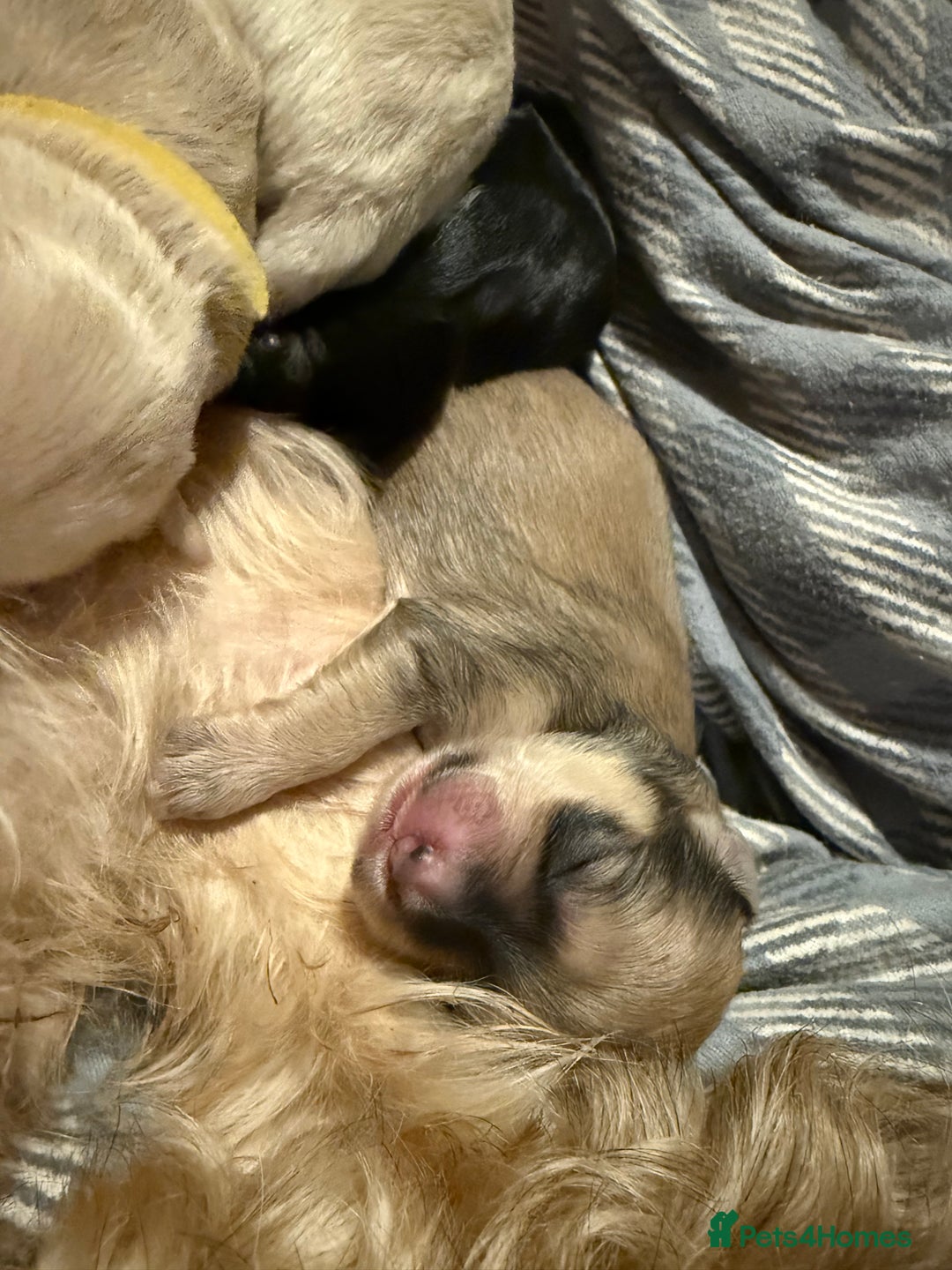 Mixed Breed dogs for sale: ✨Adorable Cockapompoo Puppies✨ - Advert 11