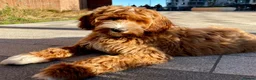 Goldendoodle dogs for sale: WAITING LIST OPEN - AUSSIE DOODLES  - Advert 12