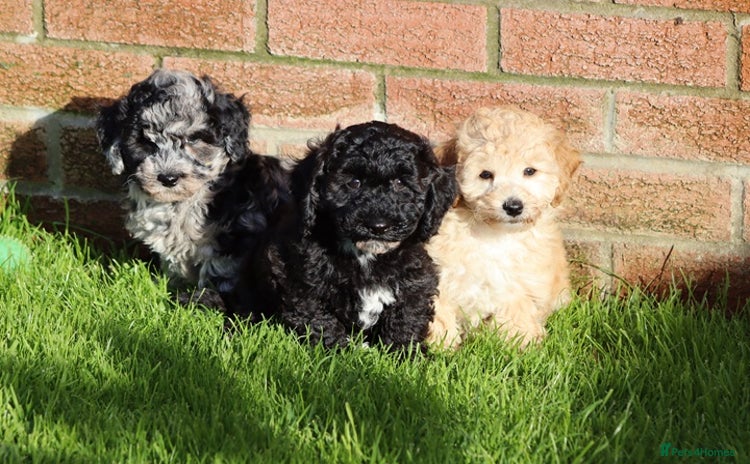 Poochon dogs - Advert 1