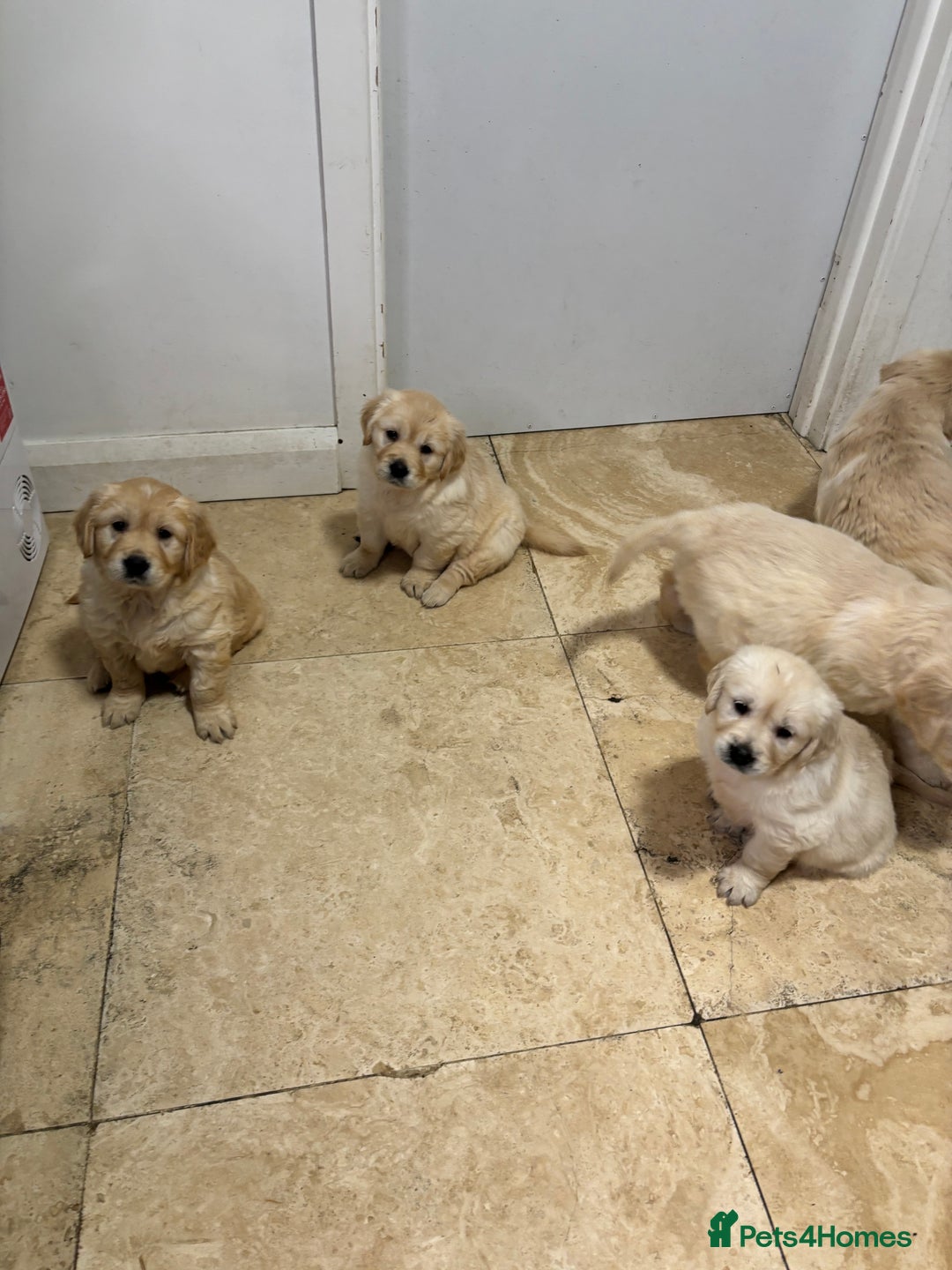 Golden Retriever dogs for sale: Golden retriever puppies  - Advert 17