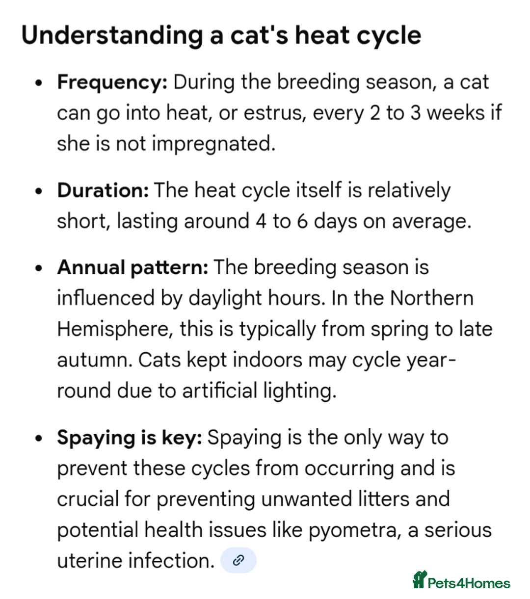 British Shorthair cats for stud: GCCF CHAMPION,TICA registered  in Barnsley - Advert 16
