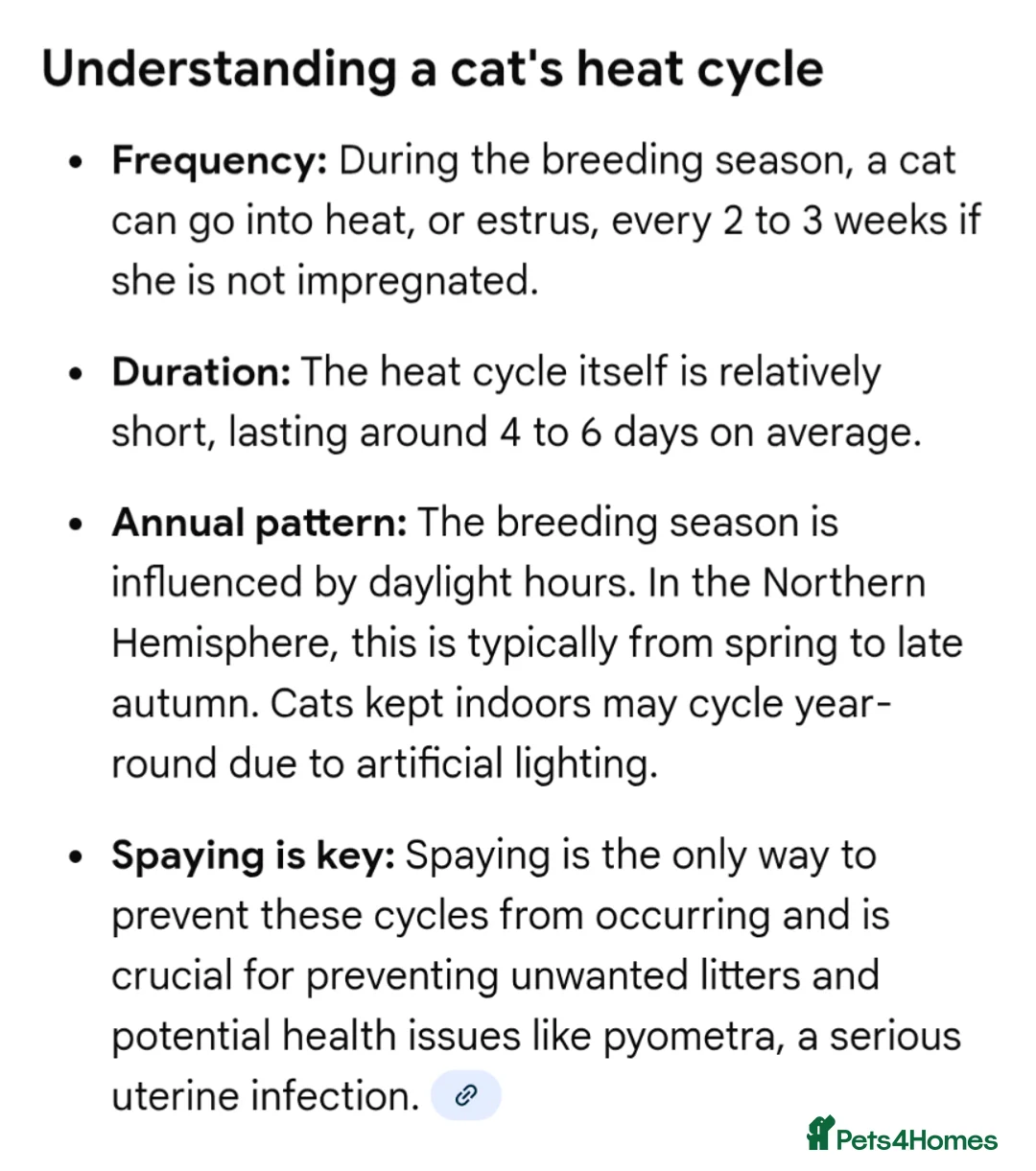 British Shorthair cats for stud: GCCF CHAMPION,TICA registered  in Barnsley - Advert 15