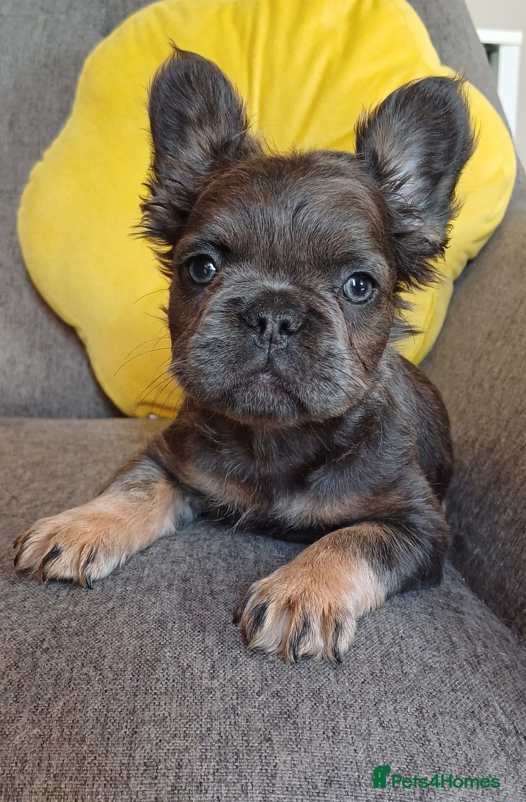 French Bulldog dogs for sale: Ready now, quality French Bulldog Puppies  - Advert 40