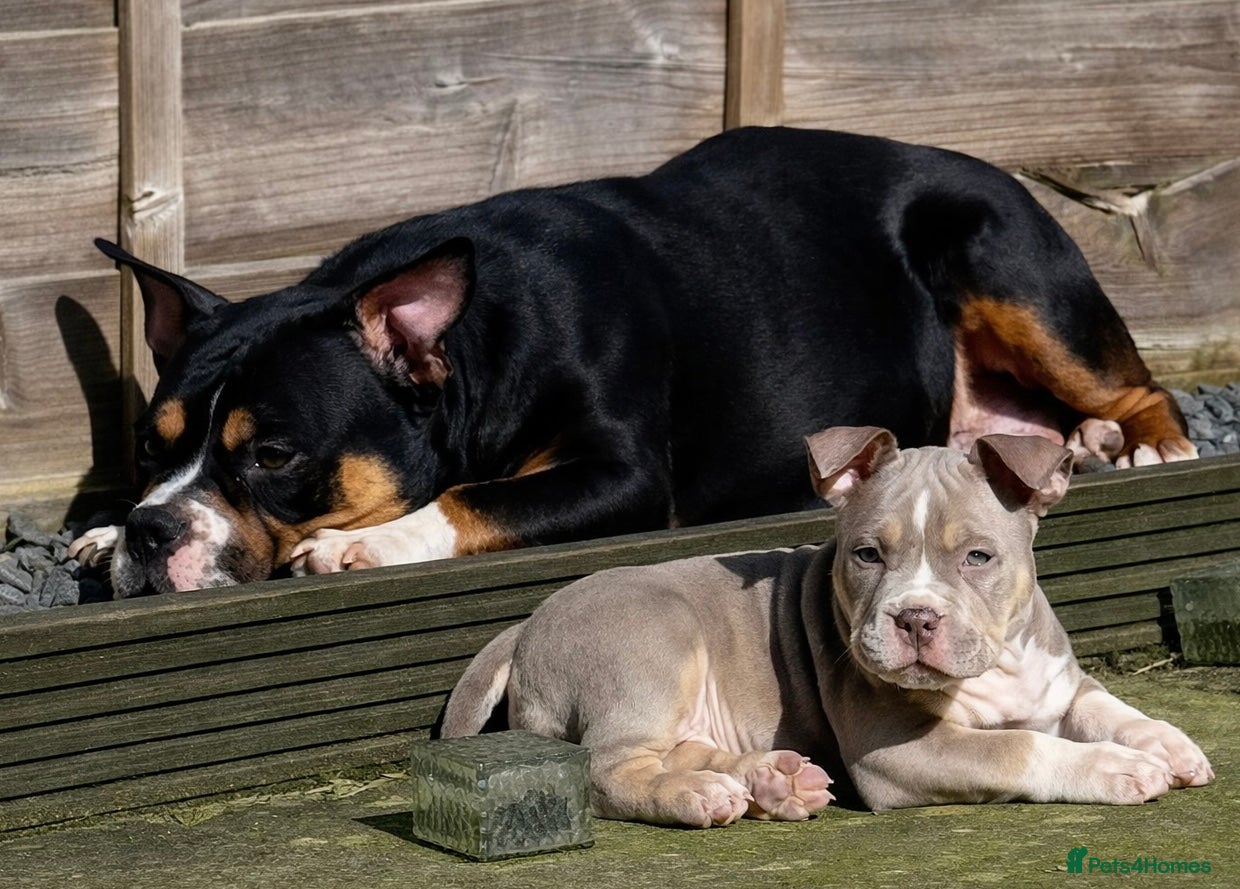 American Bully dogs Pocket bully female - Advert 1