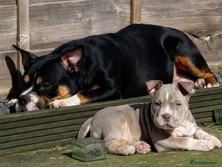 American Bully dogs Pocket bully female - Advert 1