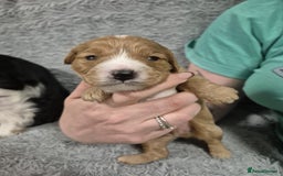 Cavapoo dogs for sale: Gorgeous male cavapoo puppies  - Image 11