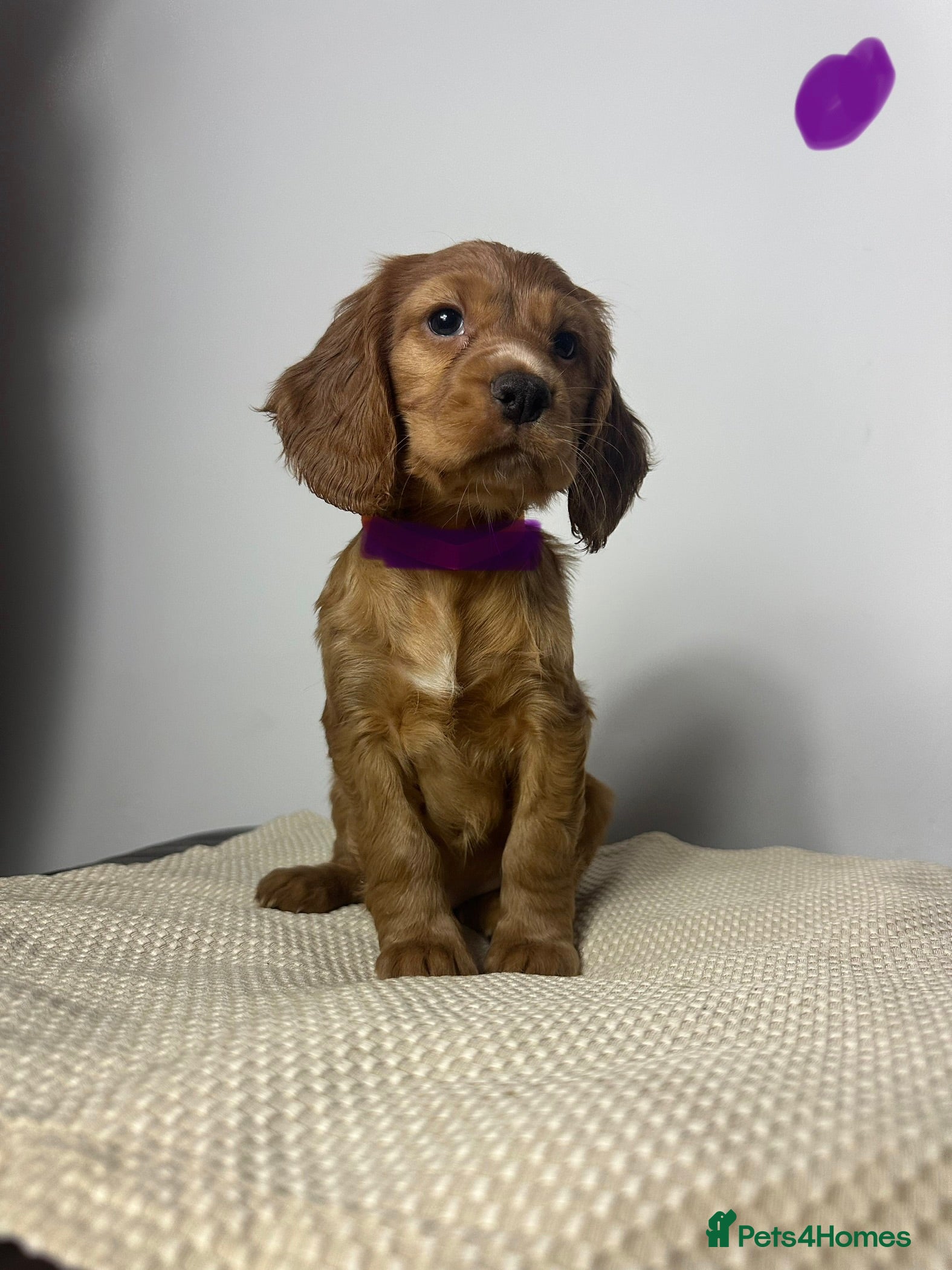 Cocker Spaniel dogs Cocker Spaniel Puppies - Advert 1