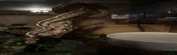 Python Snake reptiles for sale: Royal python females x2 in Tadley - Advert 5