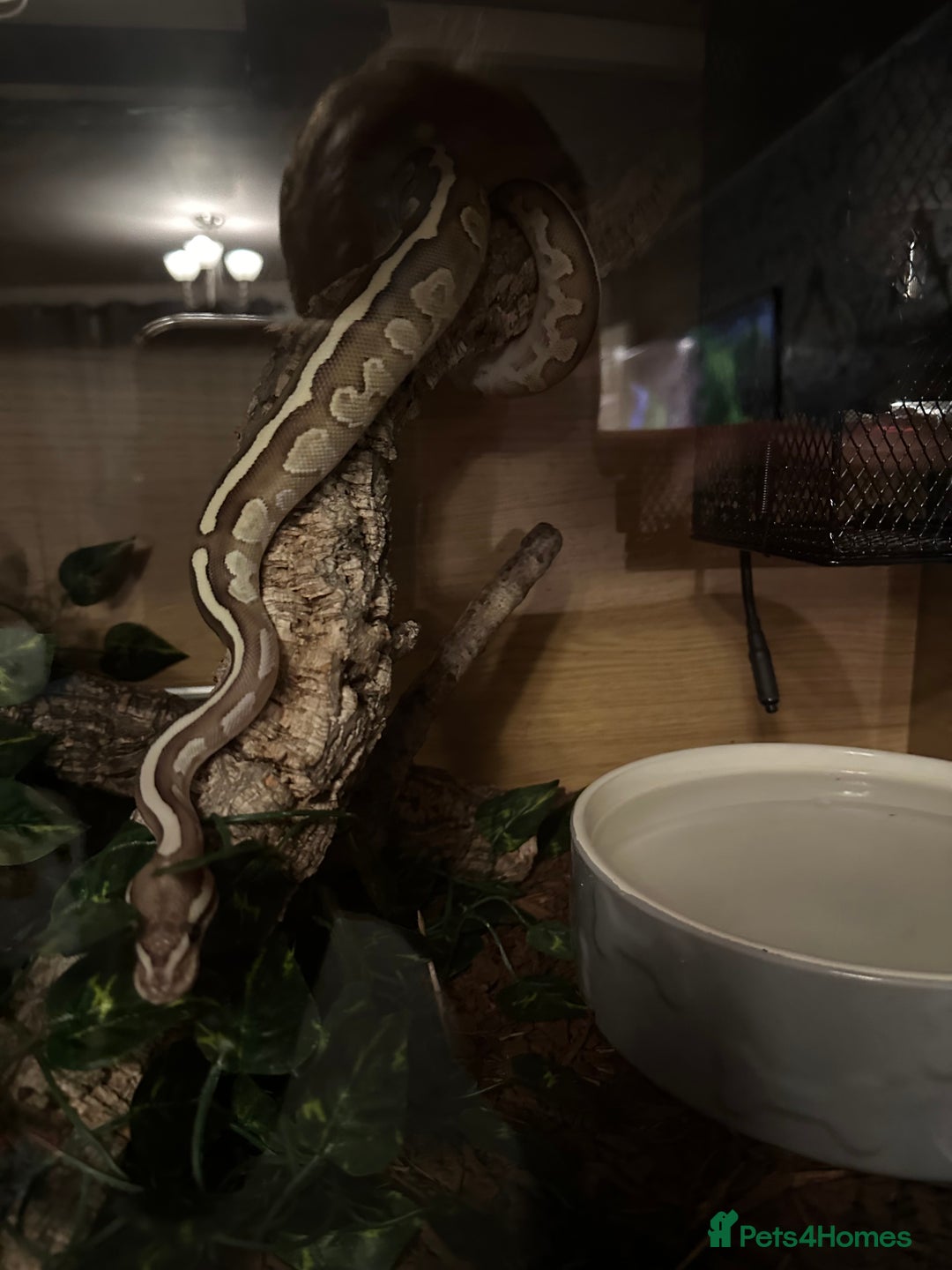 Python Snake reptiles for sale: Royal python females x2 in Tadley - Advert 5