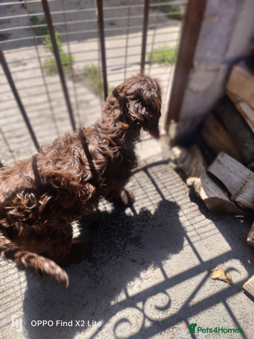 Cockapoo dogs for sale: 2 beautiful cockapoo desperate for forever homes  - Image 16