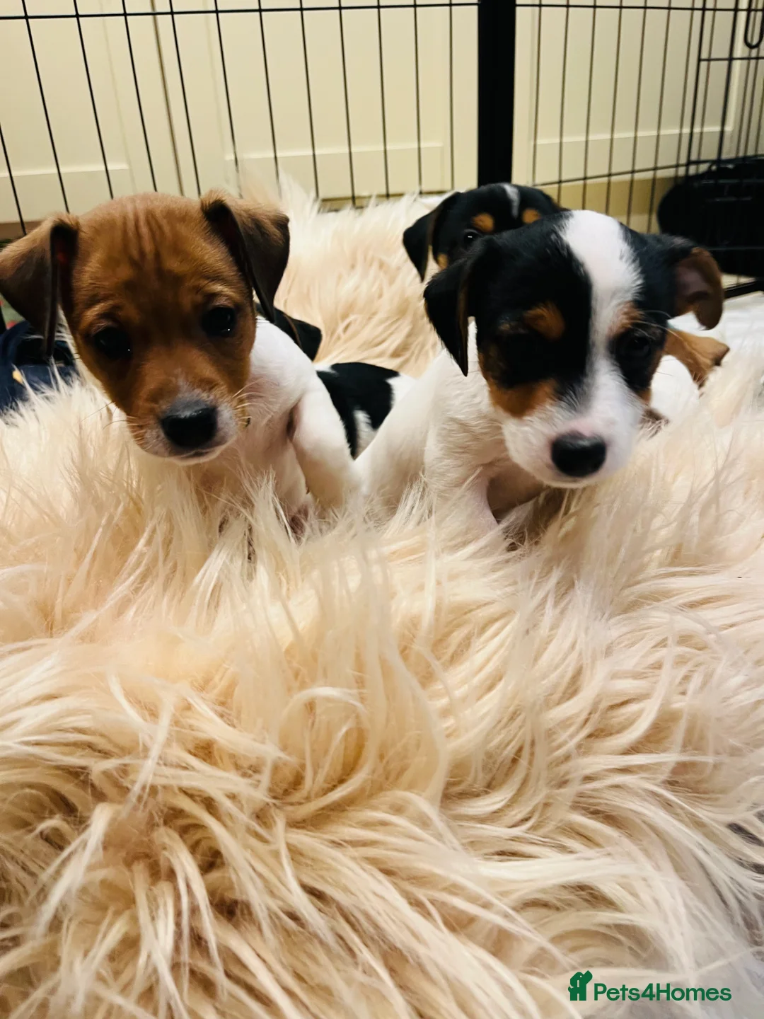 Jack Russell dogs for sale: Jack Russell - Advert 19