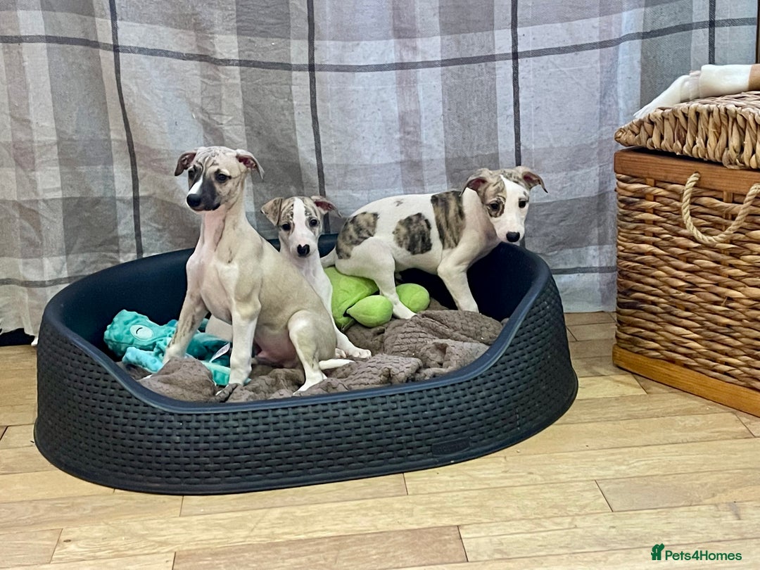 Whippet dogs for sale: AVAILABLE Kc reg healthy, sweet, gentle whippets - Advert 11