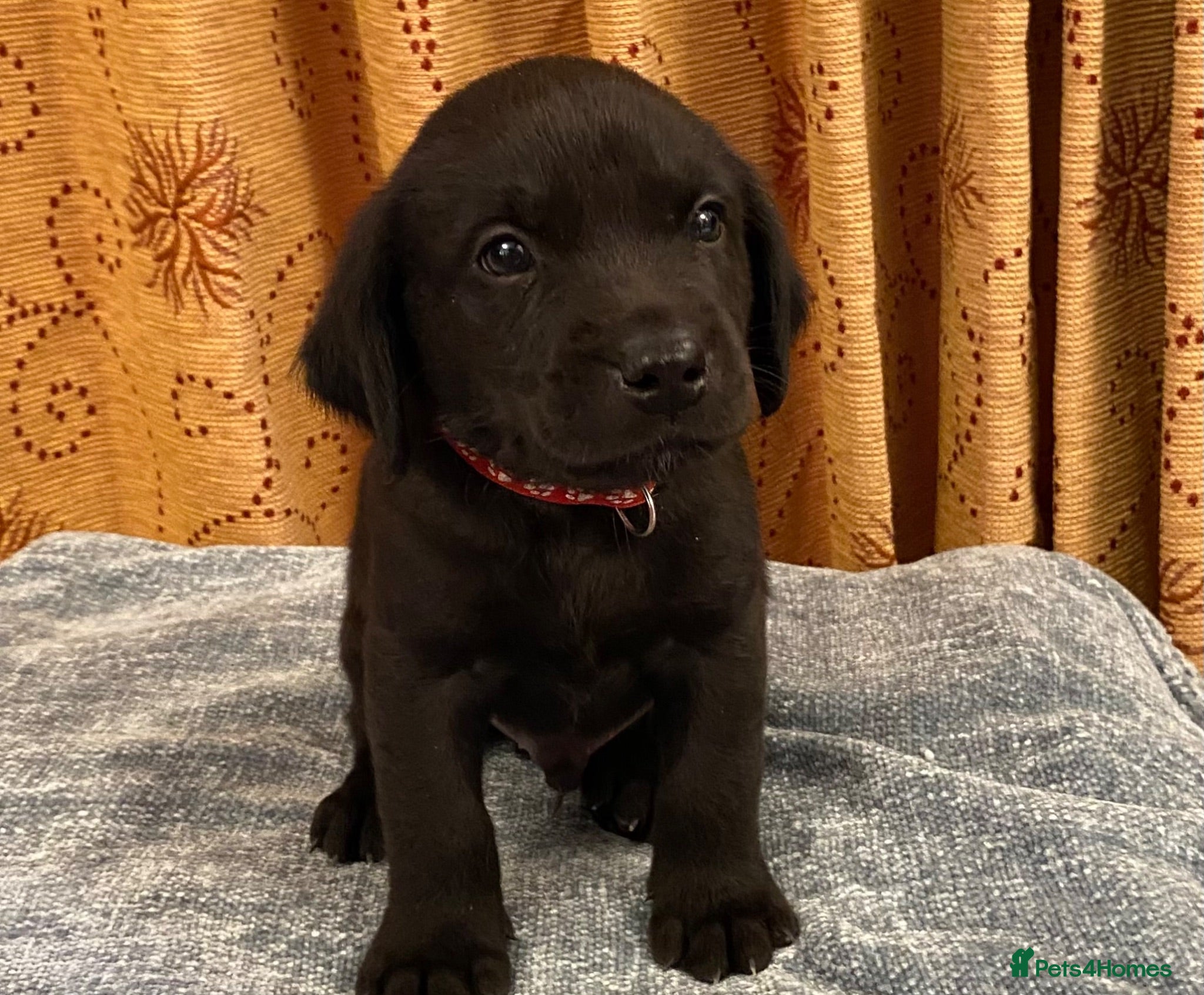 Labrador Retriever dogs Small Working Black Labrador Puppy - Health Tested - Advert 2