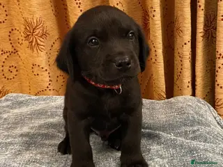 Labrador Retriever dogs Small Working Black Labrador Puppy - Health Tested - Advert 2