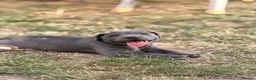 Staffordshire Bull Terrier dogs for sale: Beautiful Blue Staffordshire Bull Terrier Puppy - Advert 7