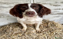 English Springer Spaniel dogs for sale: Exceptional ESS 4 Year Old Dog  - Image 1