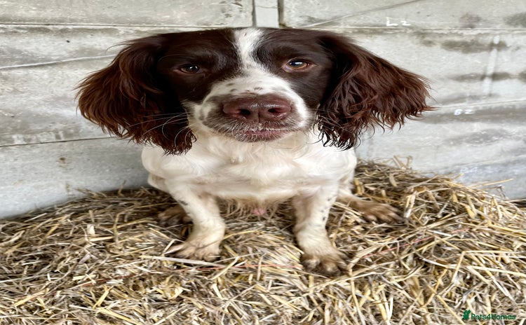 English Springer Spaniel dogs - Advert 2
