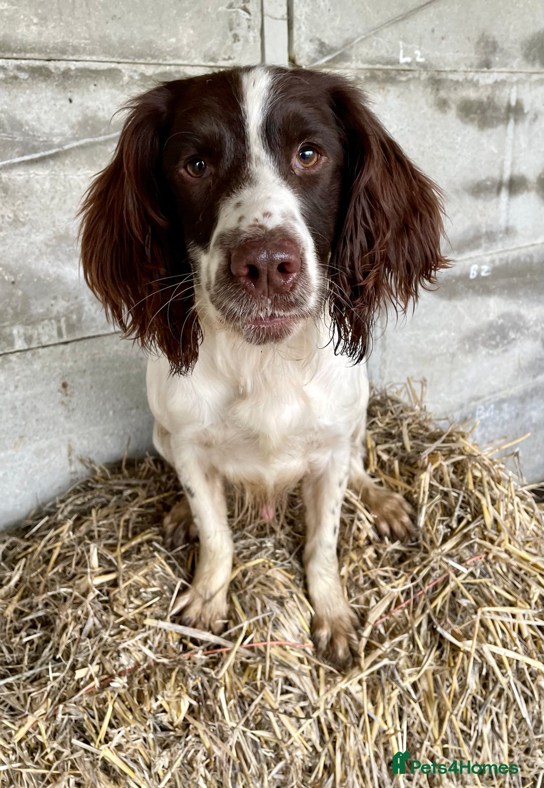 English Springer Spaniel dogs for sale: Exceptional ESS 4 Year Old Dog  - Image 1