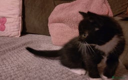 Mixed Breed cats for sale: Adorable Kitten for Sale - Image 3