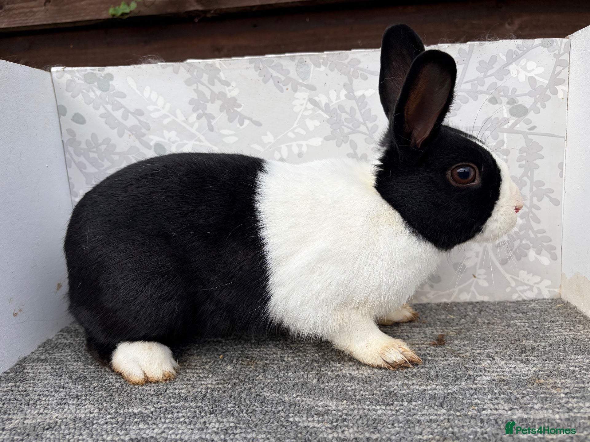 English Spot rabbits Dutch  - Advert 1